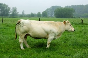 vache