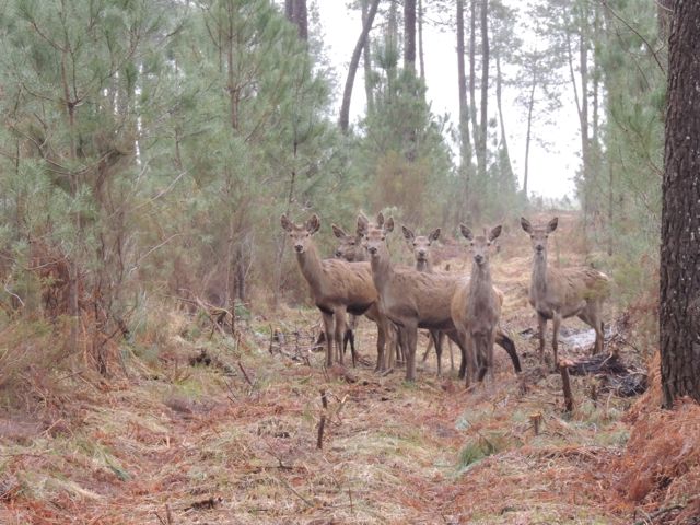 Chasse en Gironde