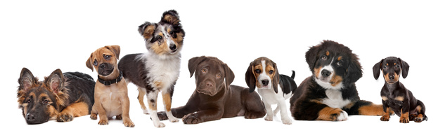 large group of puppies on a white background.from left to right,German Shepherd, mixed breed pug, shetland sheepdog,chocolate Labrador,Beagle,Bernese Mountain dog and a miniature Dachshund