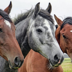 Pourquoi est-il si important de contracter une assurance pour chevaux ?